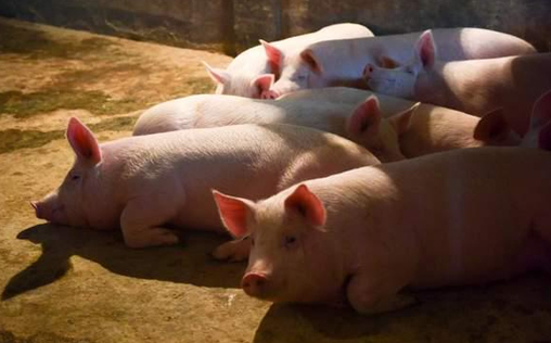 農(nóng)業(yè)農(nóng)村部：全國(guó)農(nóng)產(chǎn)品批發(fā)市場(chǎng)豬肉平均價(jià)格為19.30元/公斤 比昨天上升0.9%