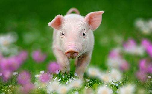 肉價(jià)再處近年低位 “豬周期”影響幾何？